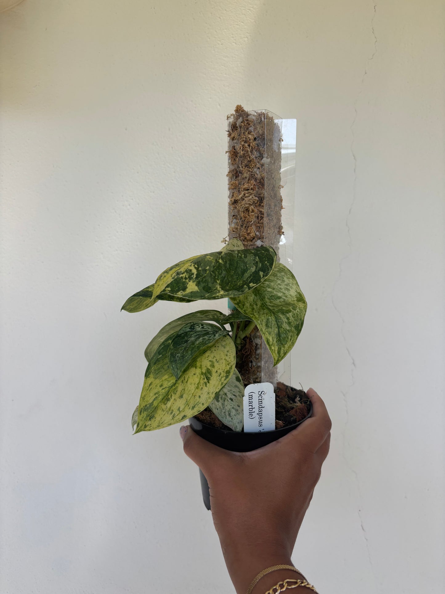Scindapsus Jade Satin Marble 4” - Growers Choice