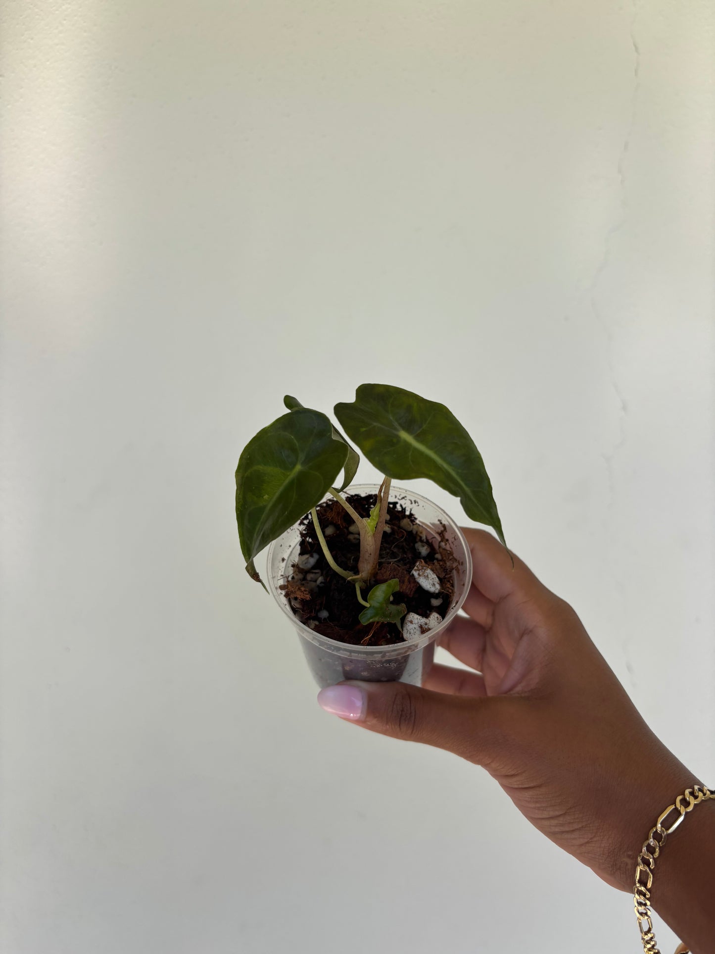 Alocasia Venom 3” - Growers Choice (Starter Plant)