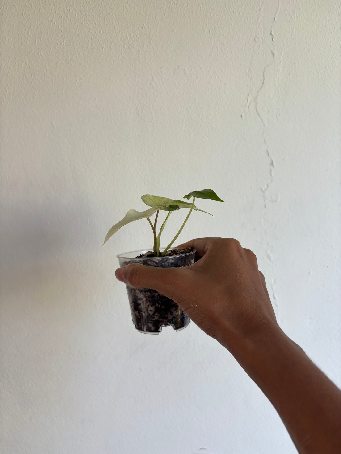 Alocasia Scalprum Mint 3” - Growers Choice
