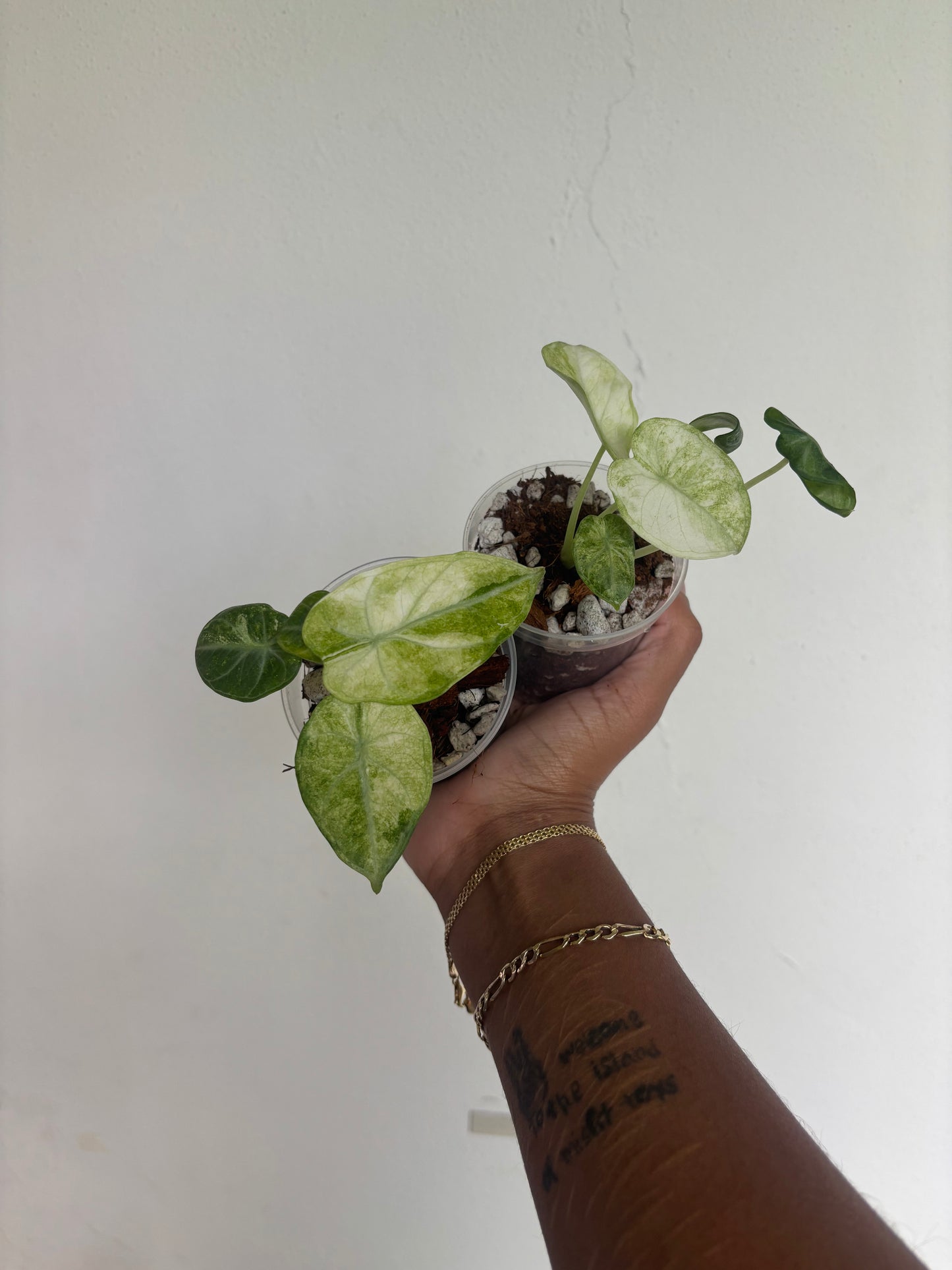 Alocasia Ninja Tricolor Splash 3” - Growers Choice (Starter Plant)