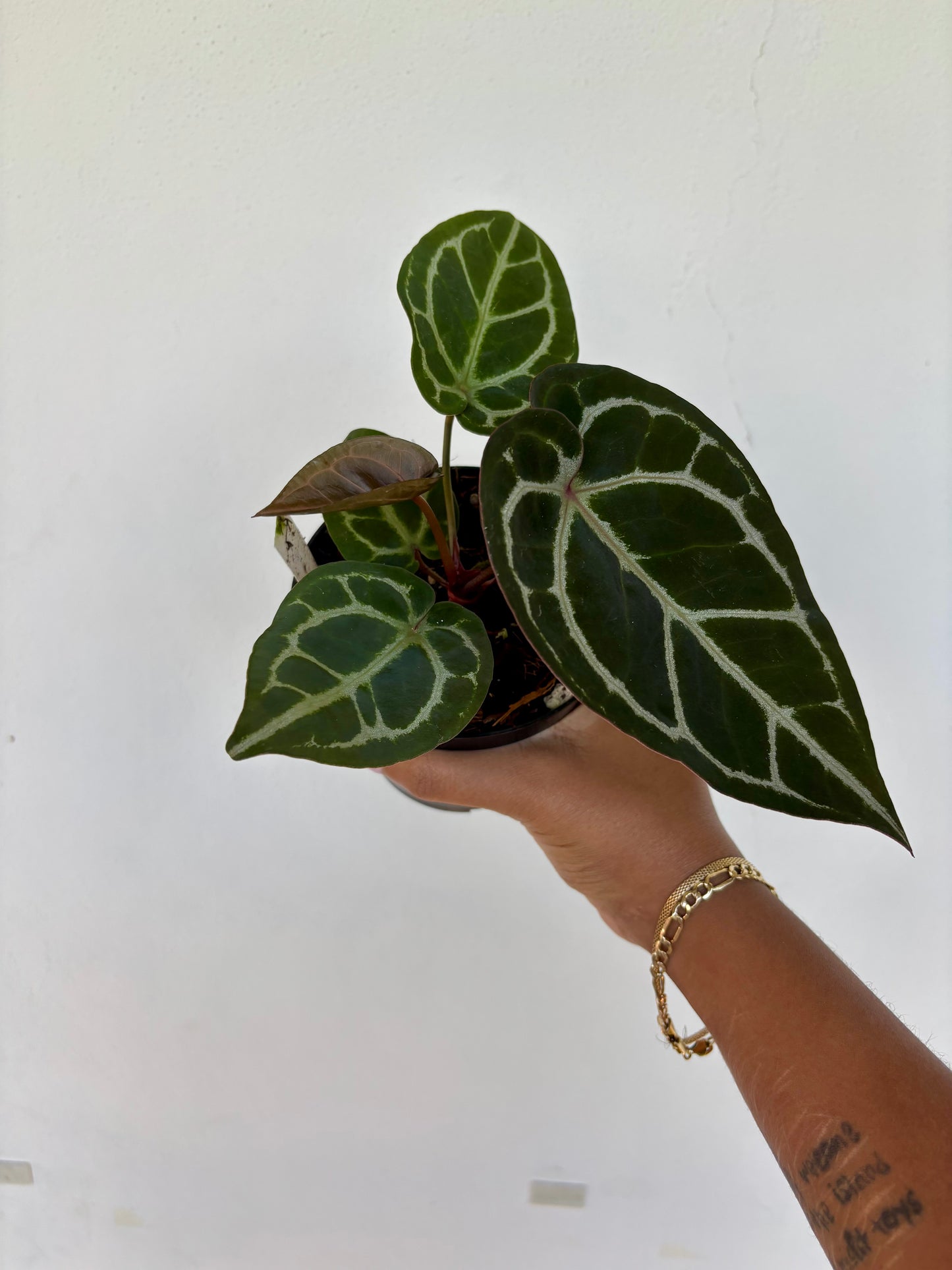 Anthurium (RC x Dorayaki) X Red Crystallium 4” - Growers Choice