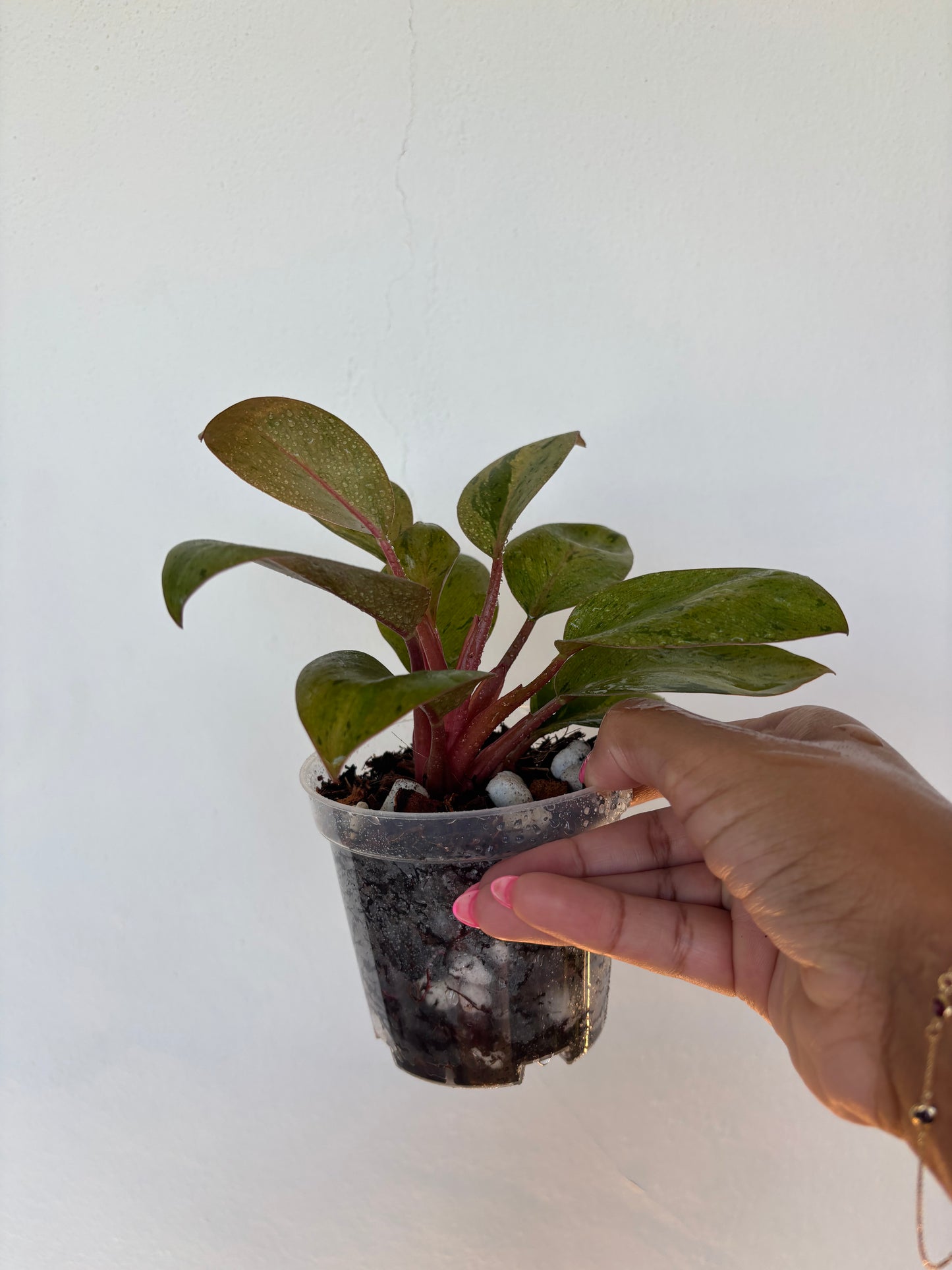 Philodendron Orange Congo Variegated 3” - Growers Choice