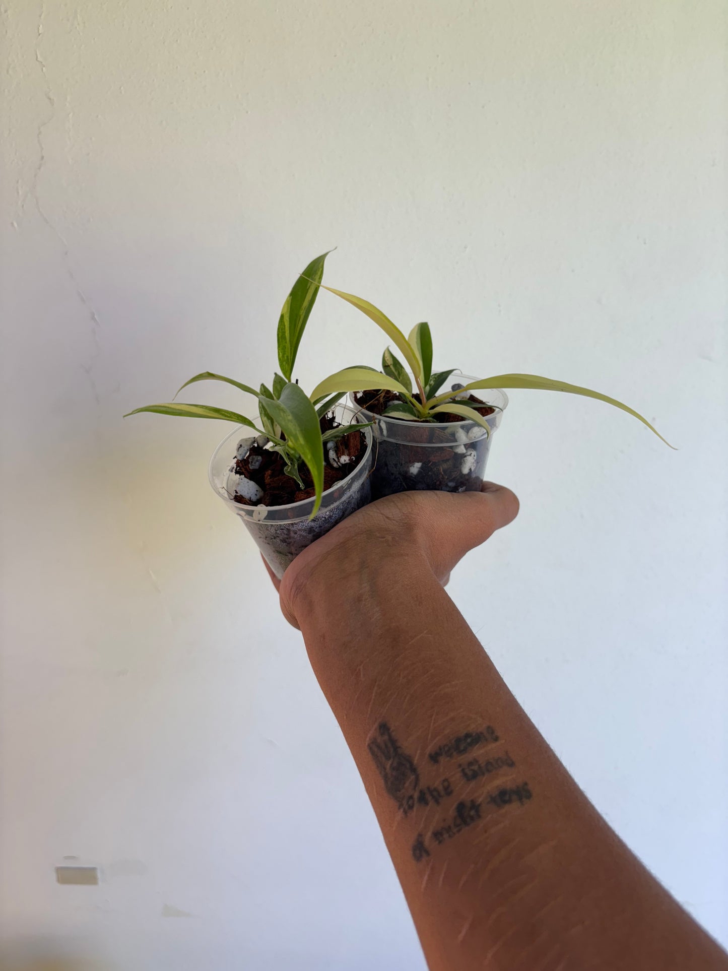 Philodendron Florida Beauty x Tortum Variegated 3” - Growers Choice