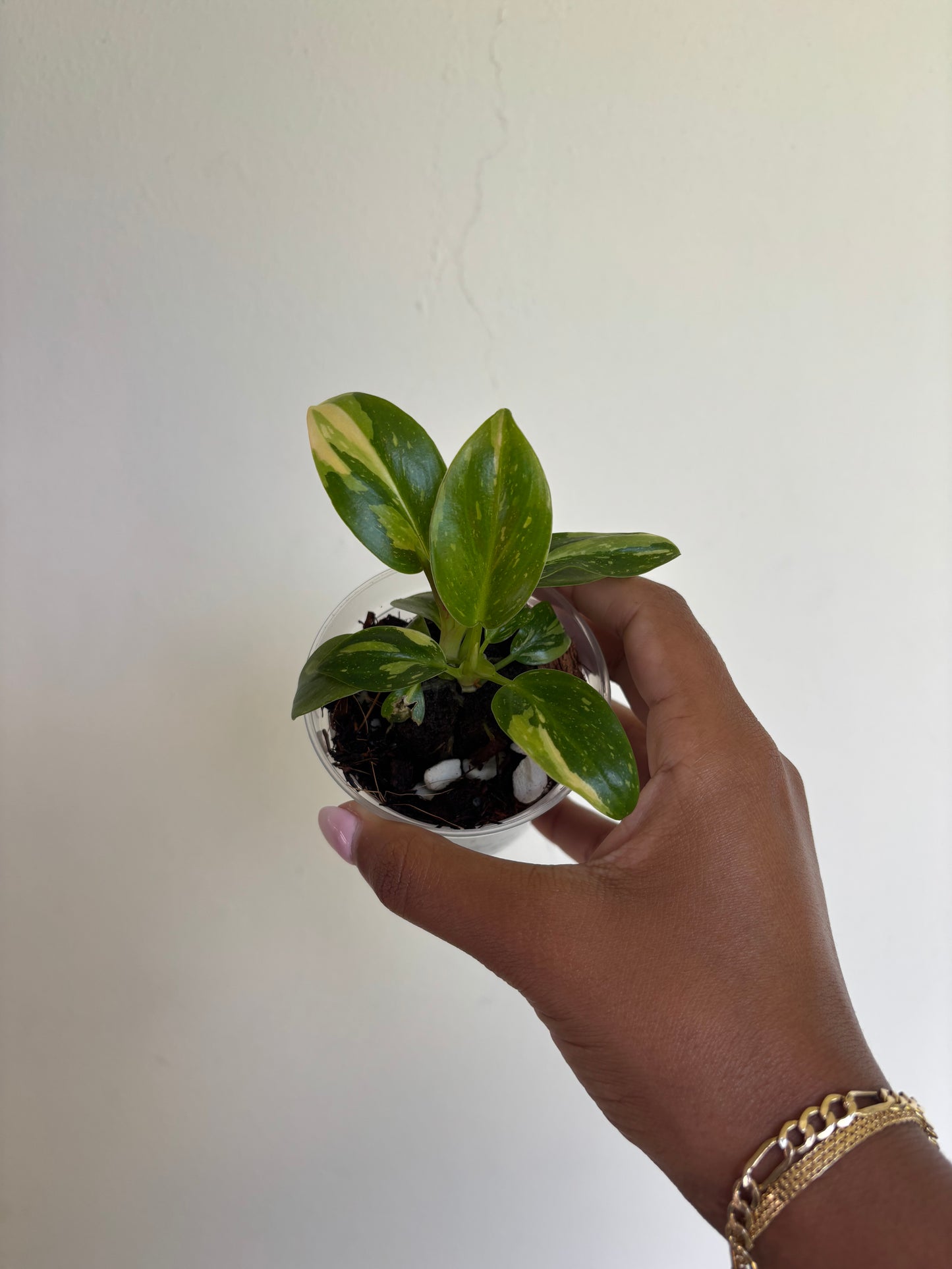 Philodendron Green Congo Variegated 3” - Growers Choice (Starter Plant)