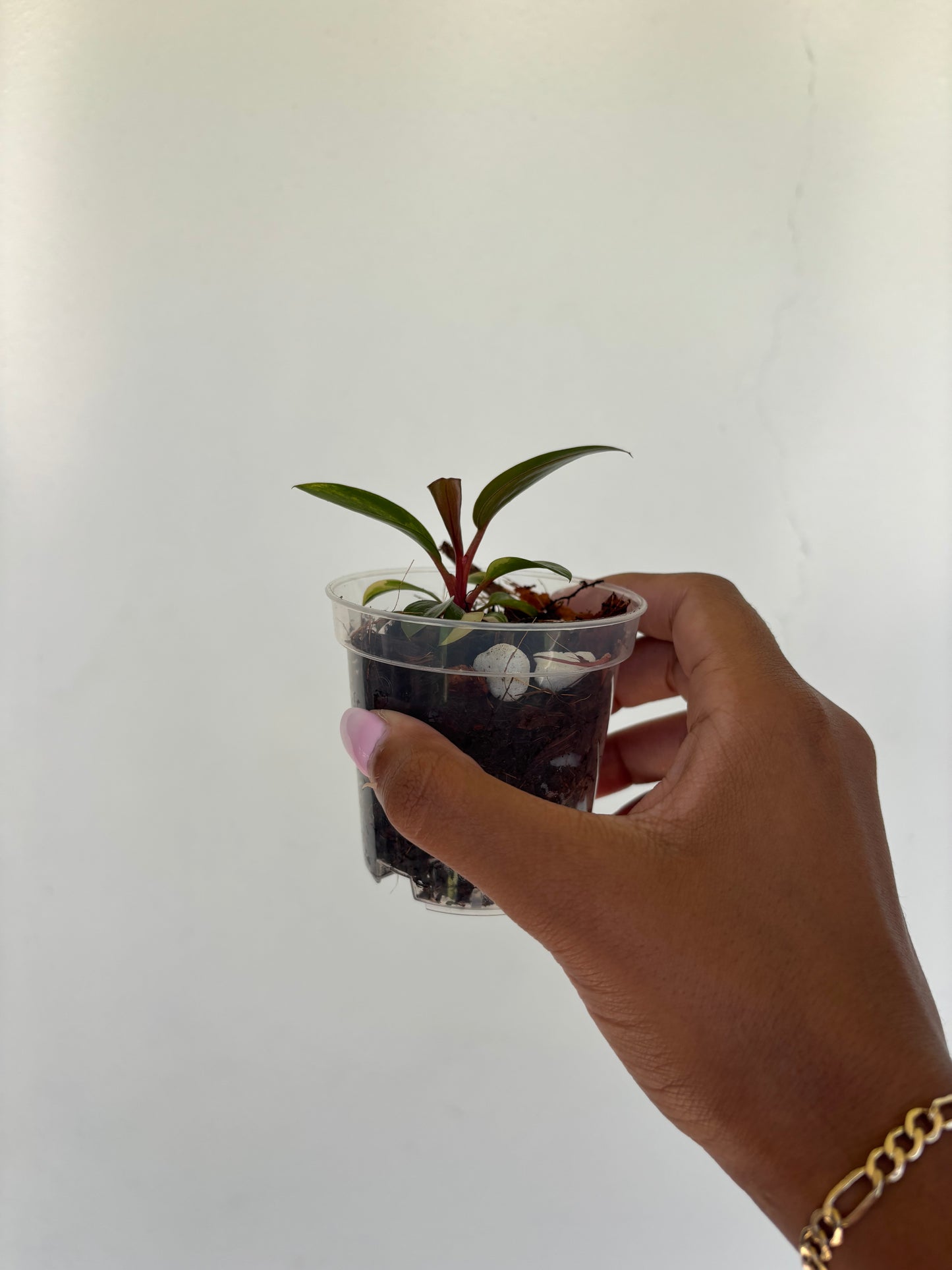Philodendron Red Congo Variegated 3” - Growers Choice (Starter Plant)