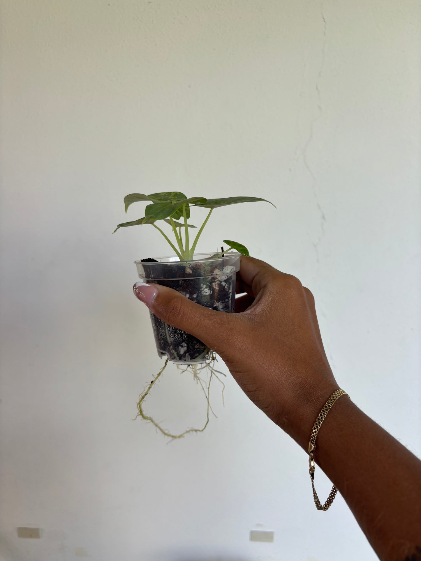 Alocasia SilverDragon Aurea 3” - Growers Choice