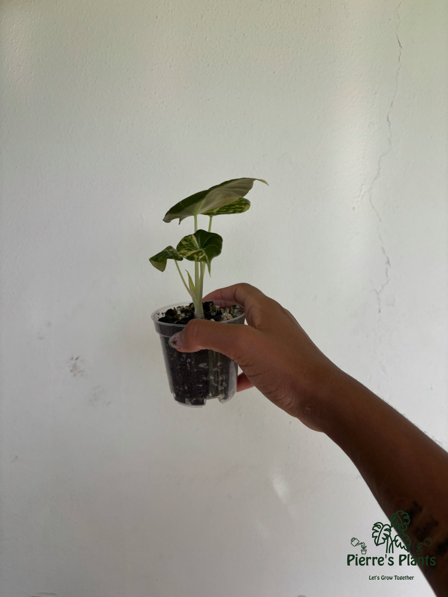 Alocasia Black Velvet Gold 3” - Growers Choice
