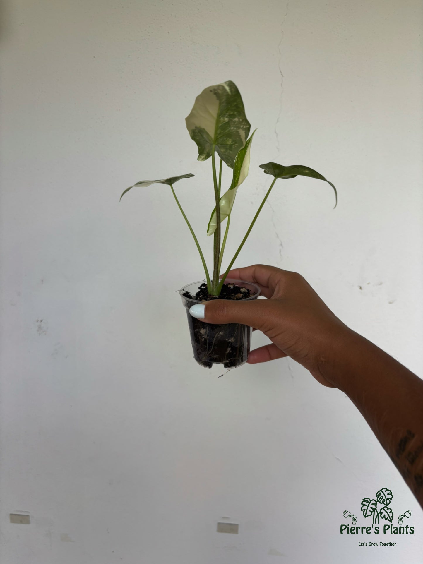 Alocasia Simpo Albo 3” - Growers Choice