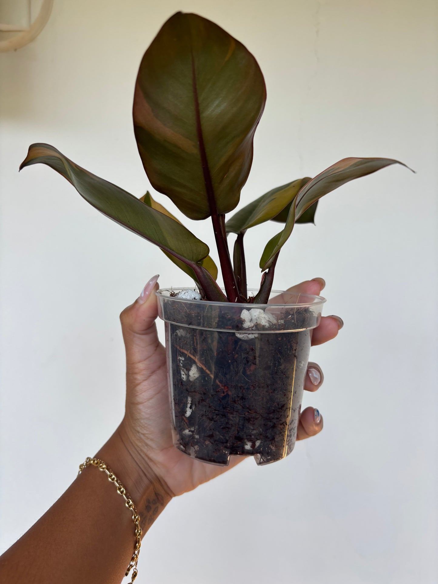 Philodendron Black Cardinal Variegated 4” - Growers Choice