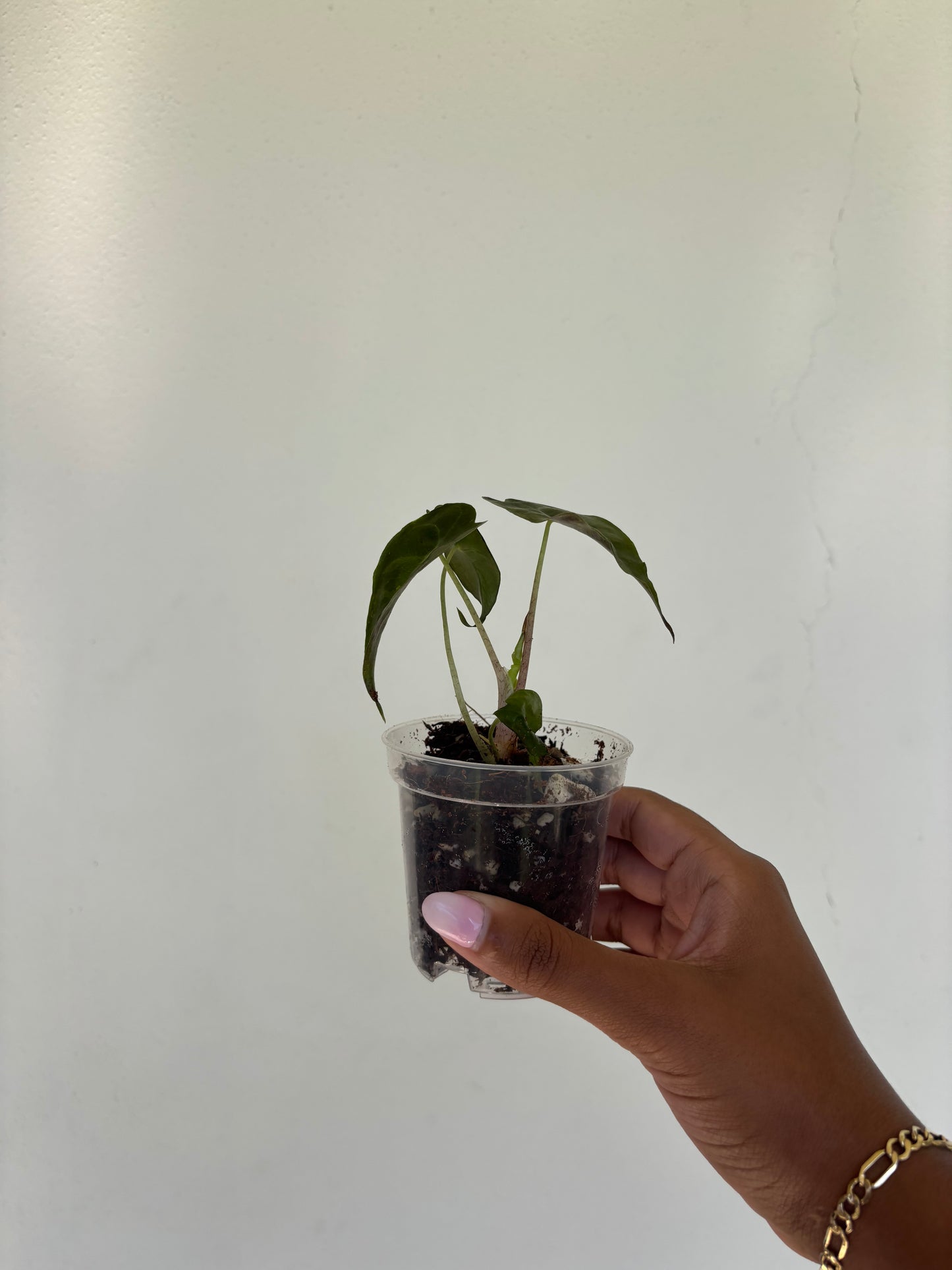 Alocasia Venom 3” - Growers Choice (Starter Plant)