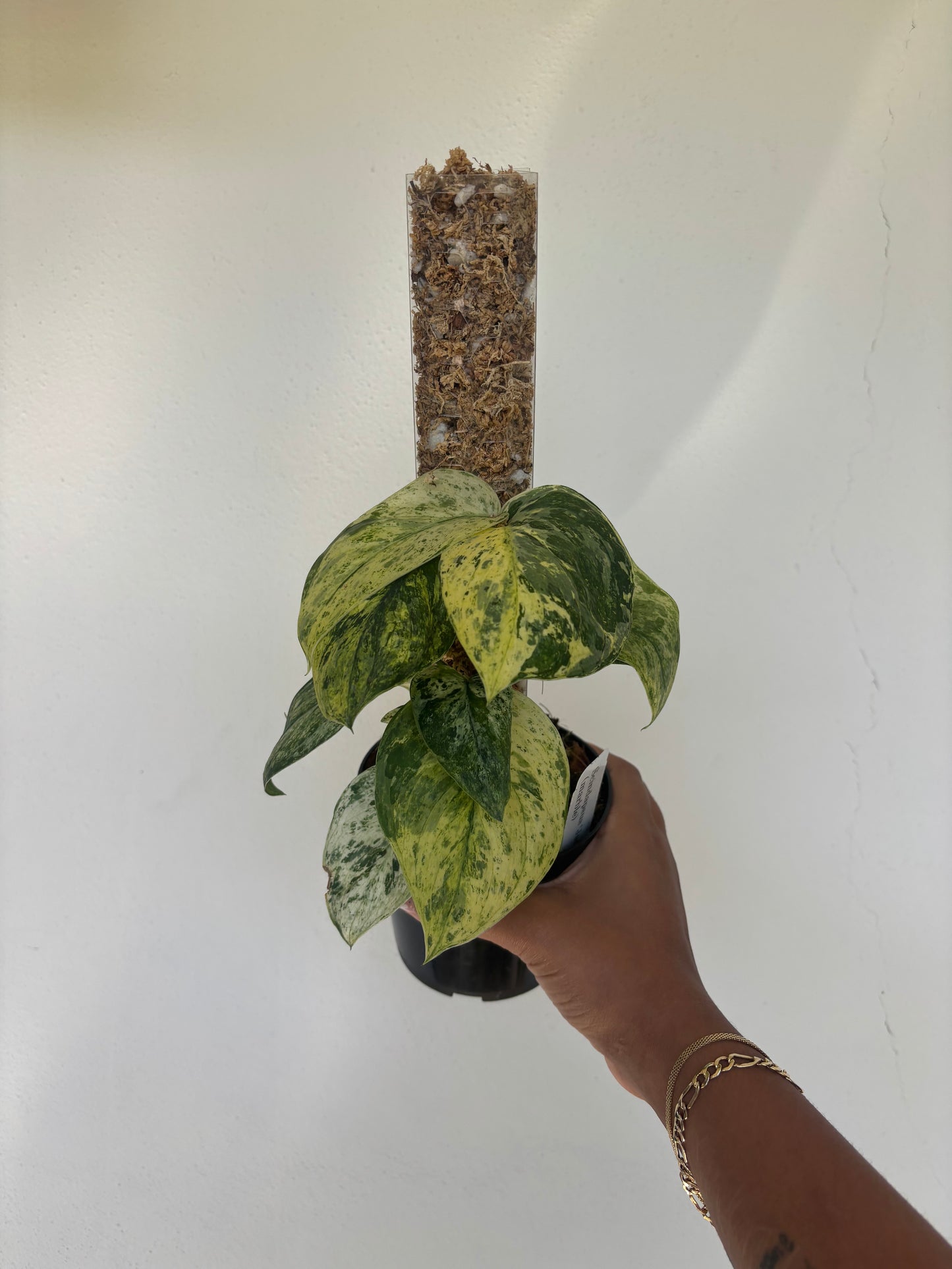 Scindapsus Jade Satin Marble 4” - Growers Choice