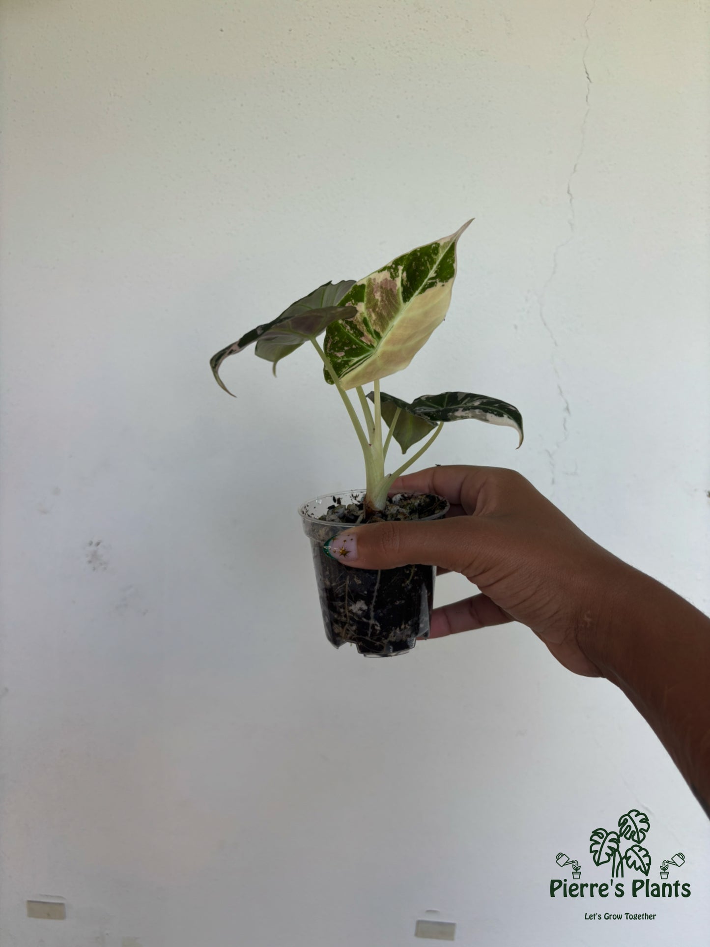 Alocasia Black Velvet Pink 3” - Growers Choice