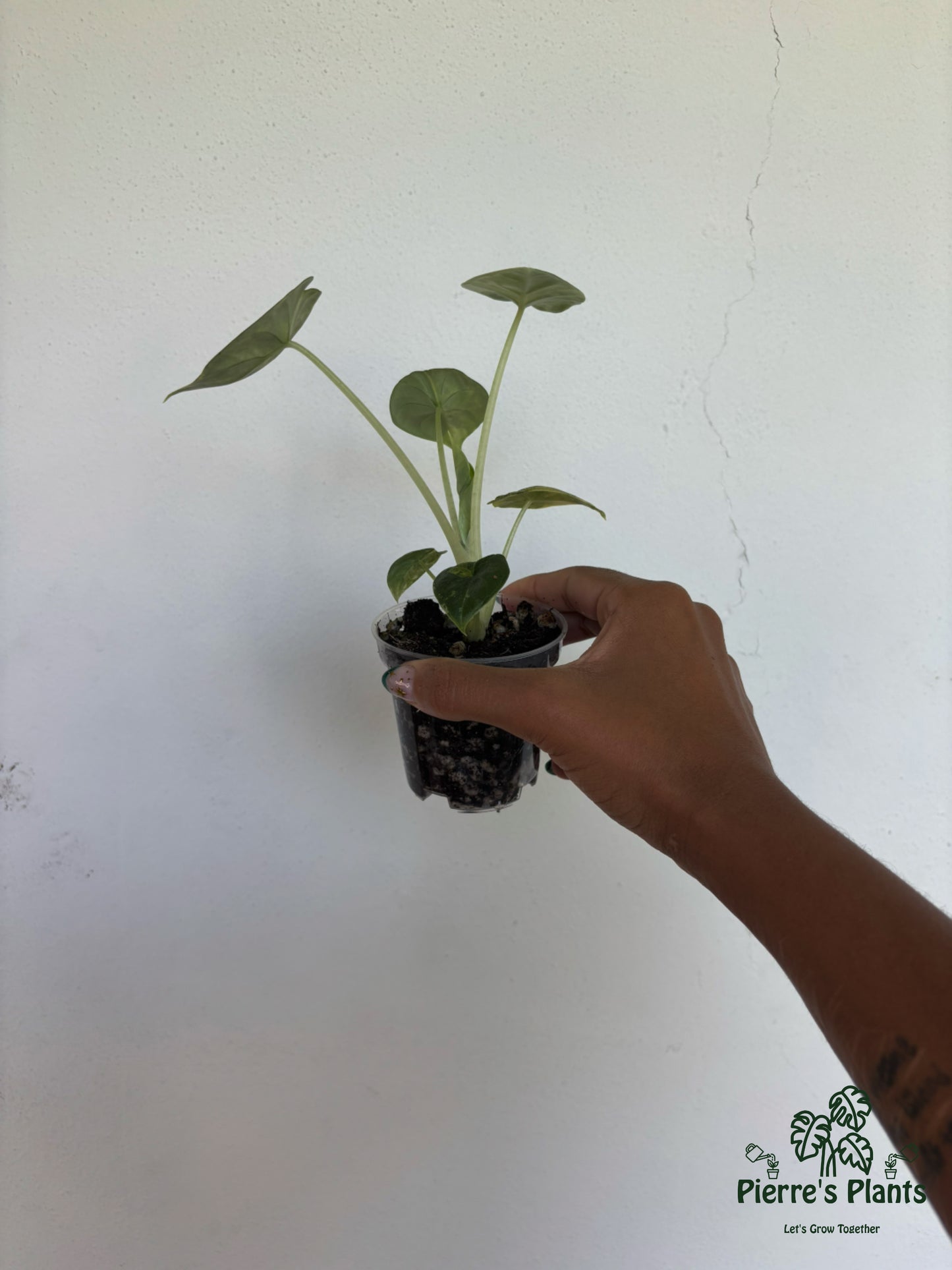 Alocasia Melo Aurea 3” - Growers Choice