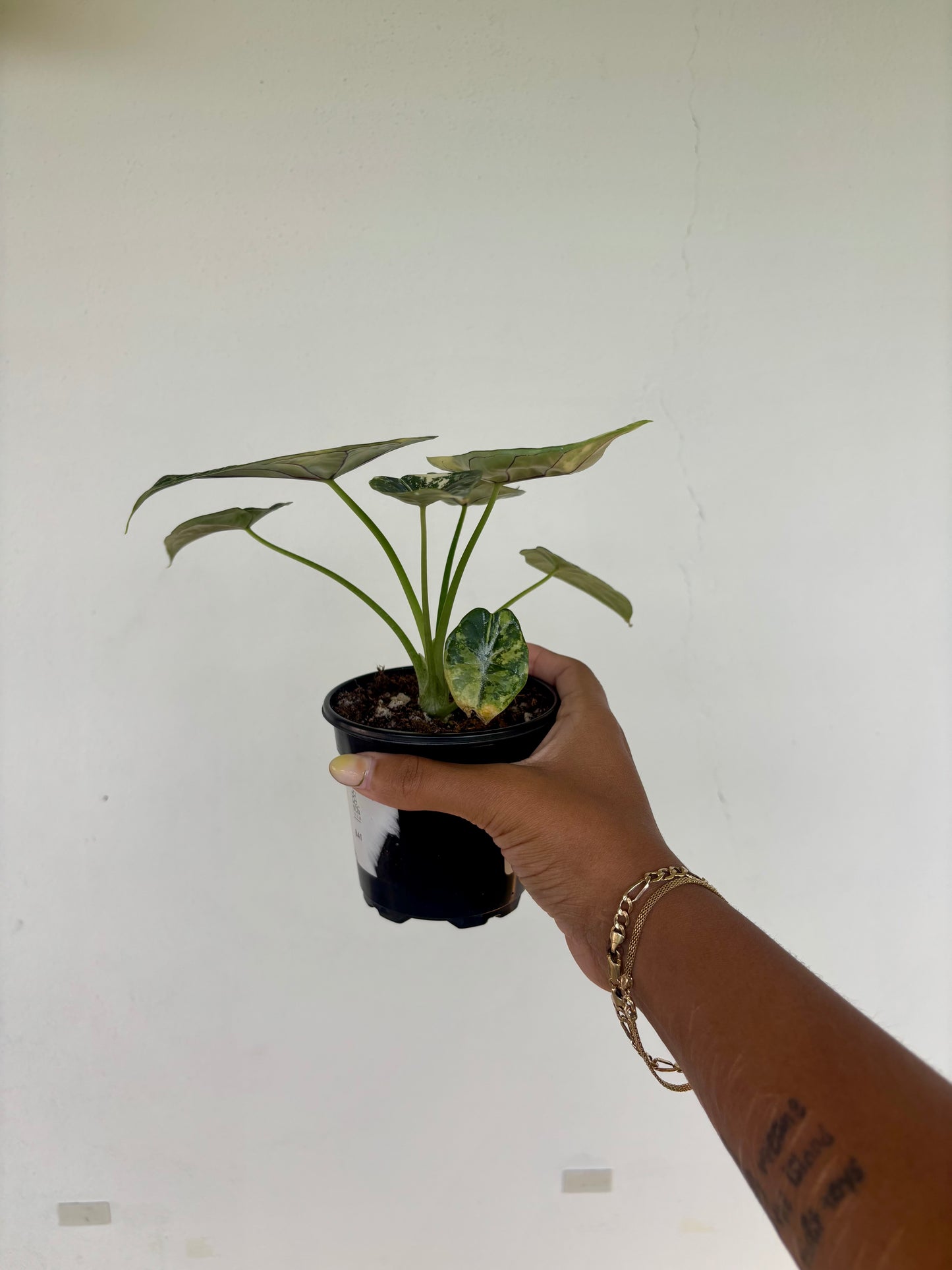 Alocasia Dragonscale Variegated 4” - Growers Choice