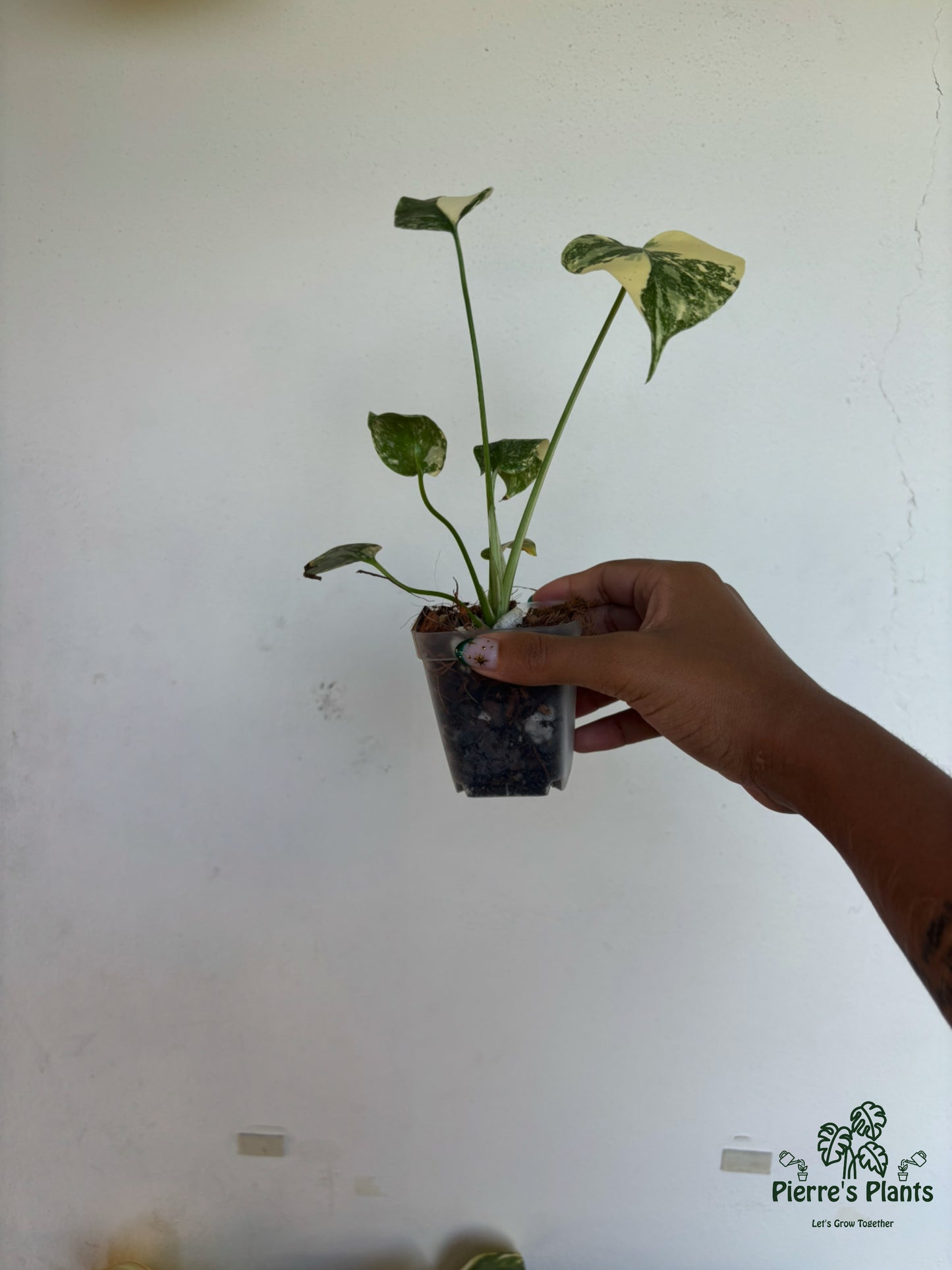 Monstera Creme Brulee 3” - Growers Choice