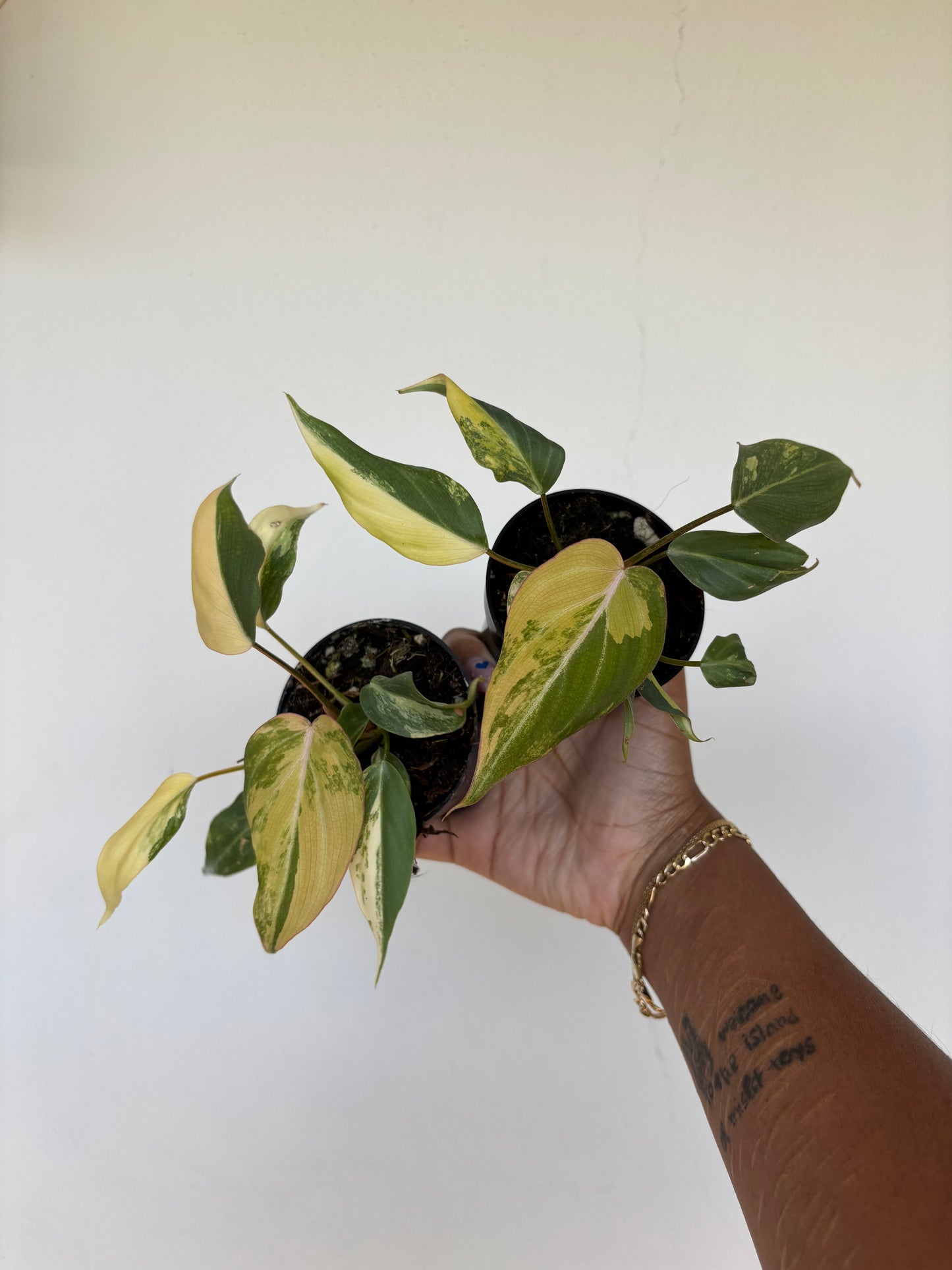 Philodendron Gloriosum Variegated 3” - Growers Choice