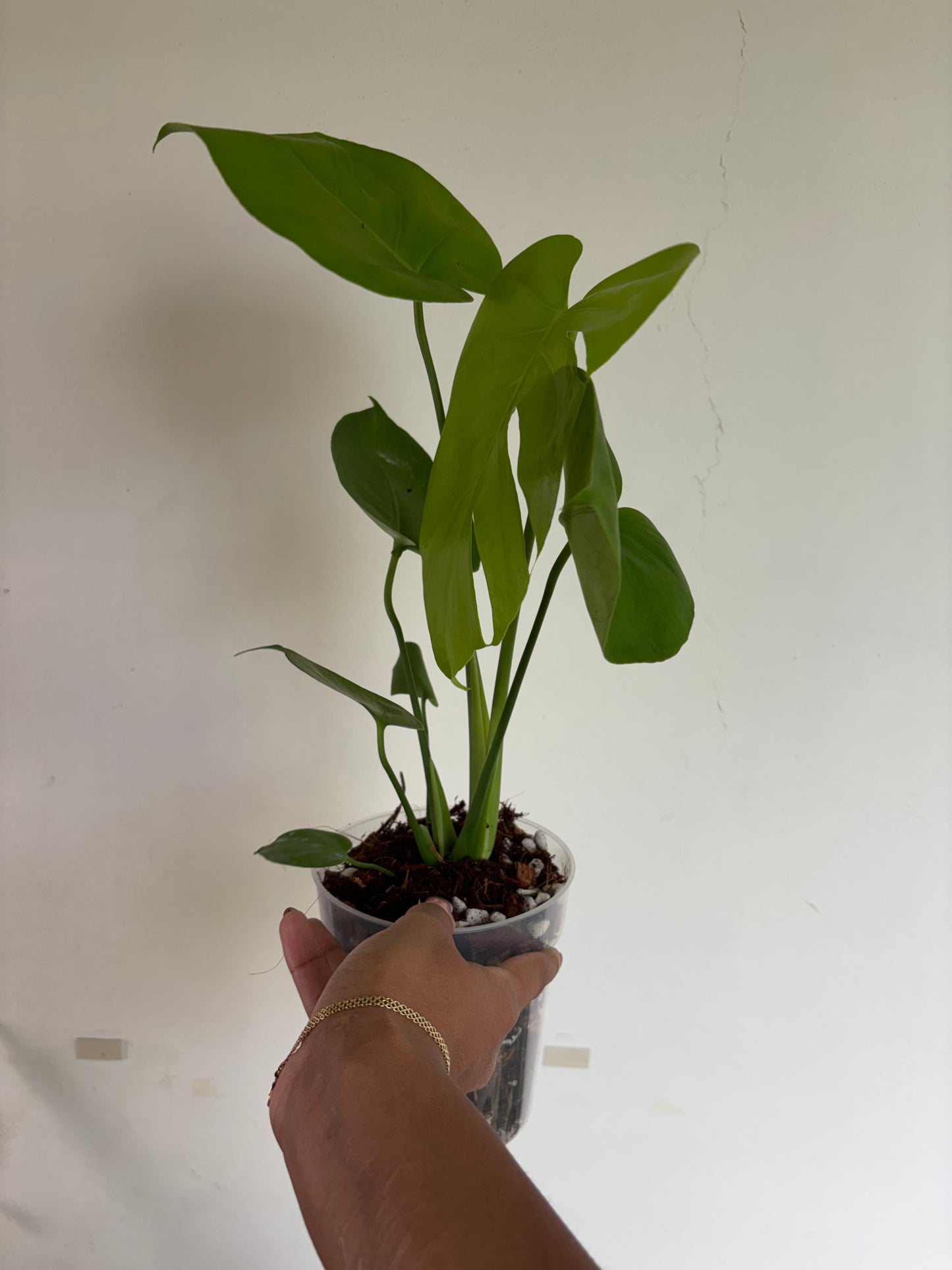 Monstera Lemon Lime 5” - Growers Choice