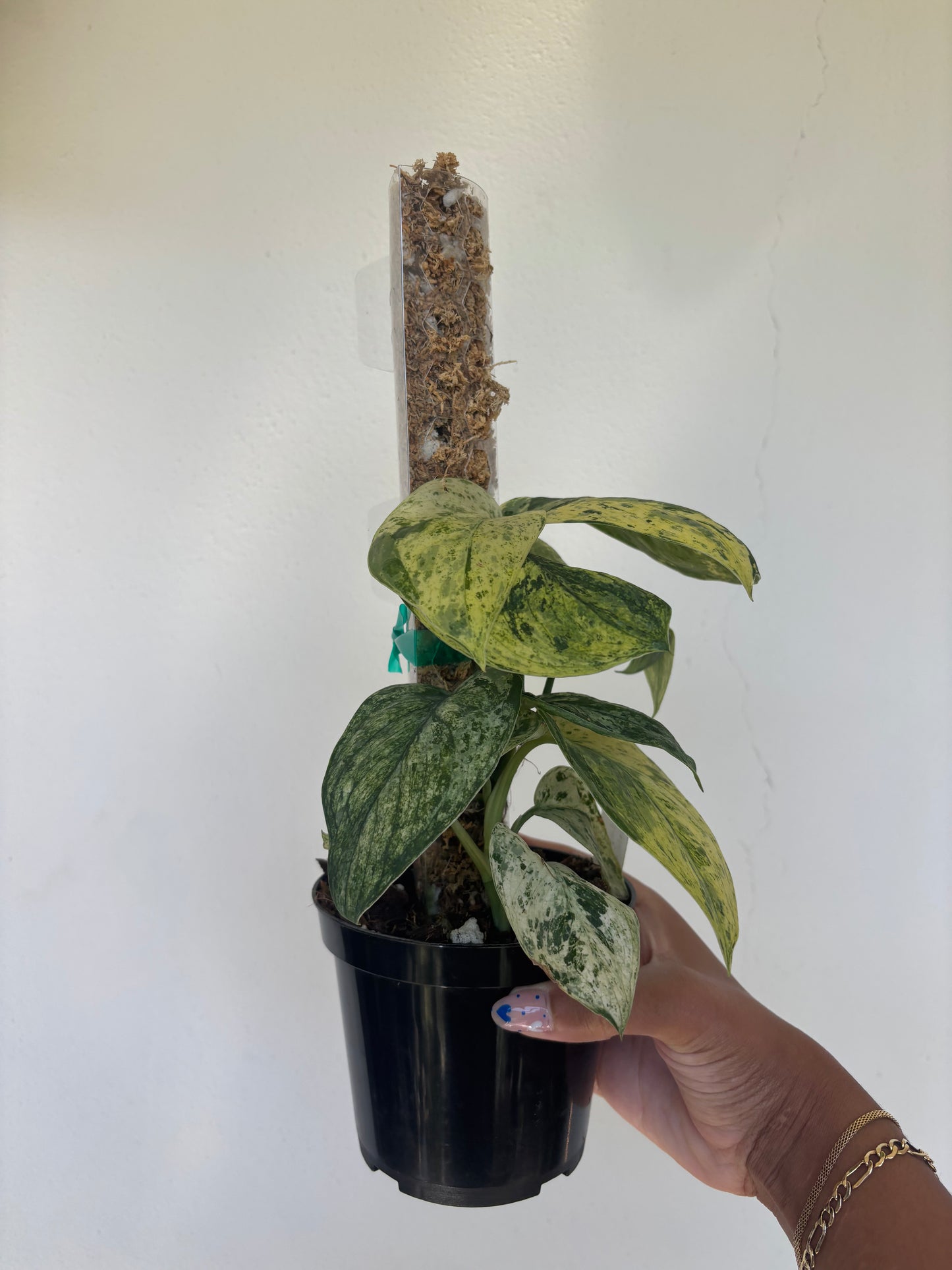 Scindapsus Jade Satin Marble 4” - Growers Choice