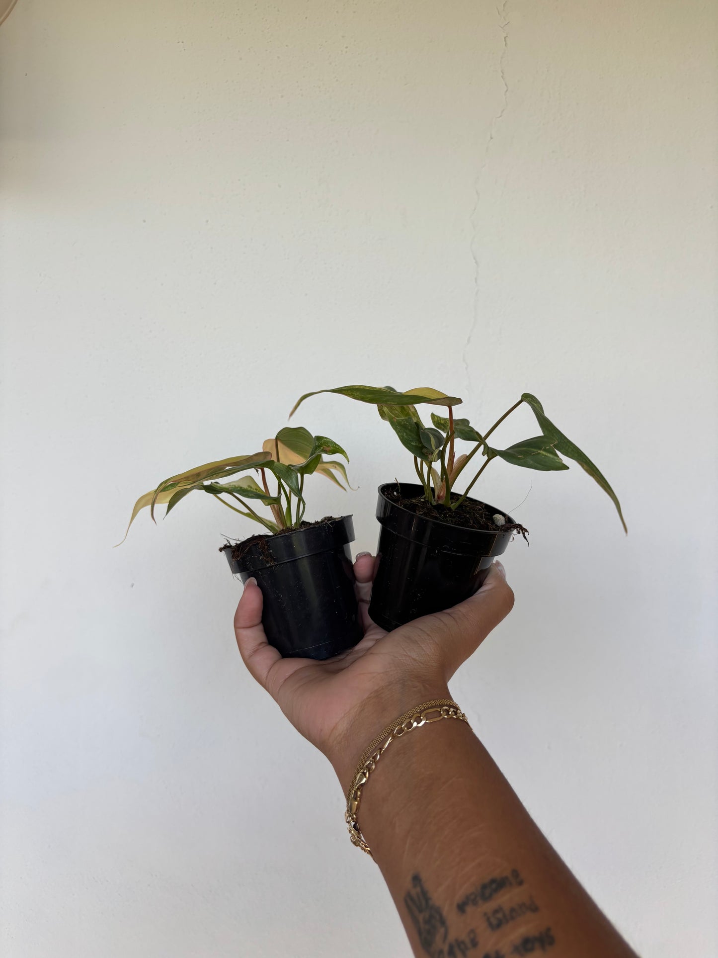 Philodendron Gloriosum Variegated 3” - Growers Choice