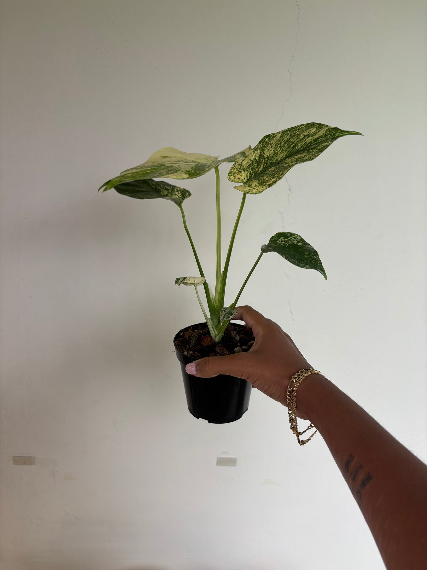 Monstera White Monster 4” - Growers Choice