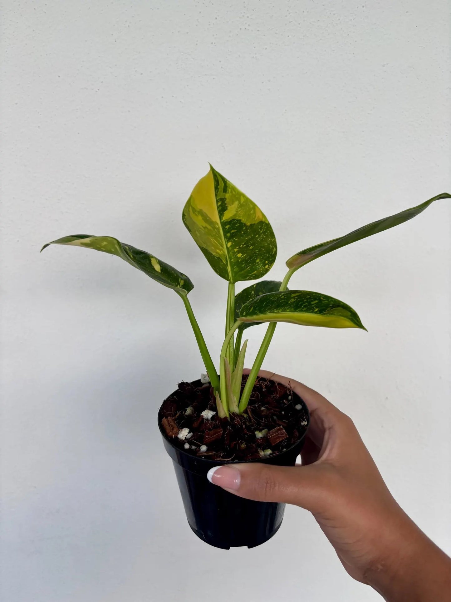 Philodendron Green Congo Nuclear Variegated 4" - Growers Choice