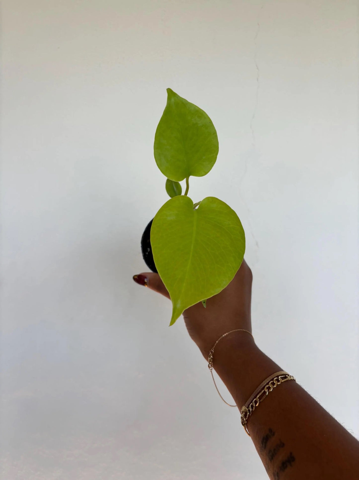 Monstera Lemon Lime 3" - Growers Choice