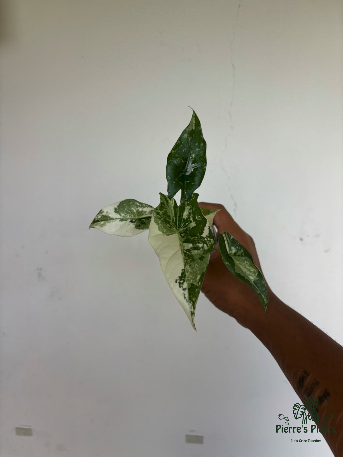 Alocasia Simpo Albo 3” - Growers Choice