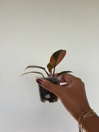 Philodendron Red Congo Variegated 3” - Growers Choice