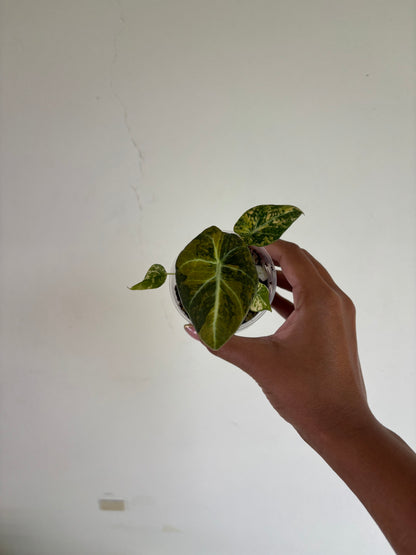 Alocasia Black Velvet Gold 3” - Growers Choice