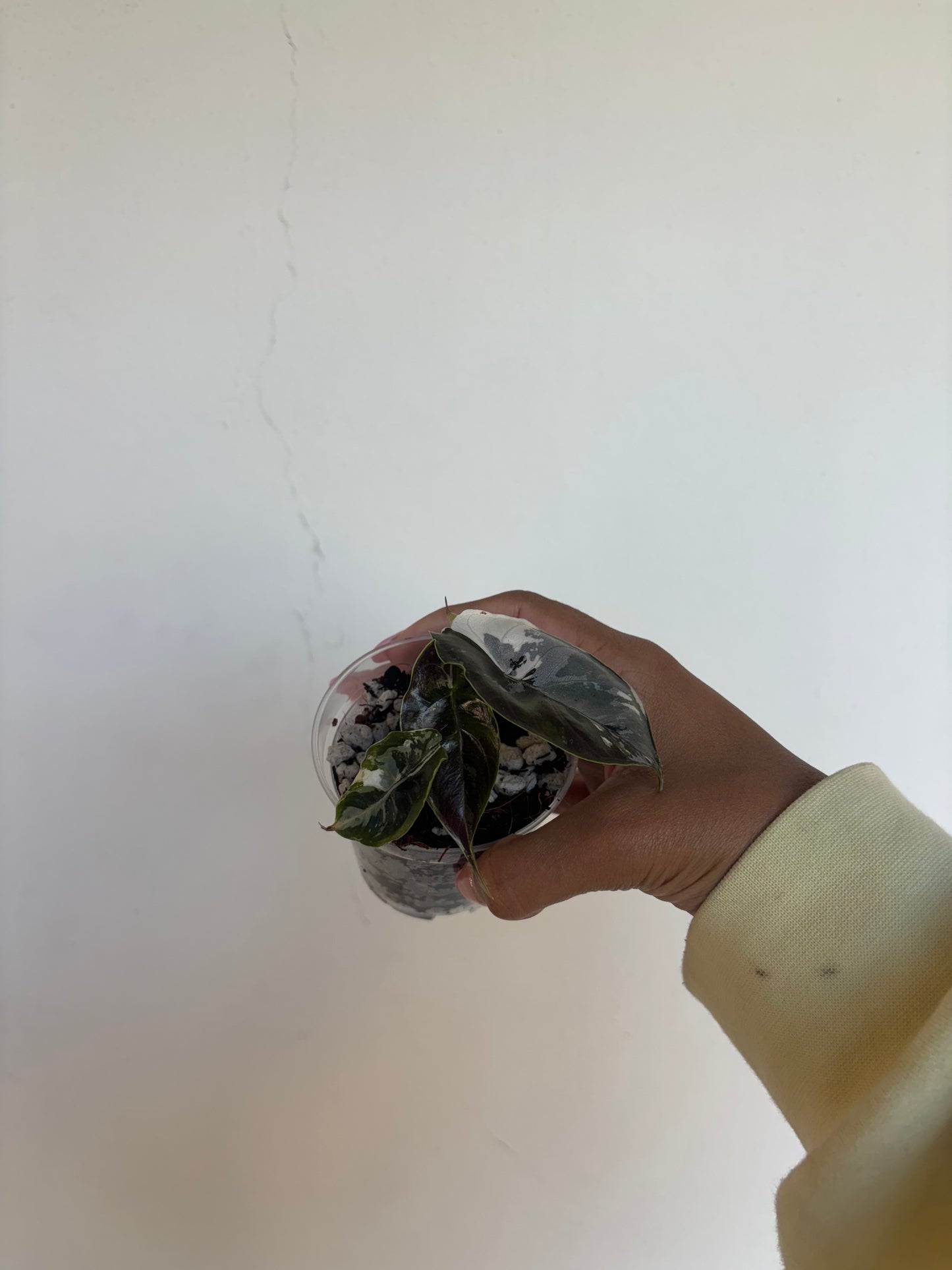 Alocasia Azlanii Albo 3” - Growers Choice