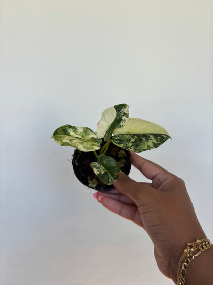 Alocasia Dragonscale Albo Variegated 3” - Growers Choice