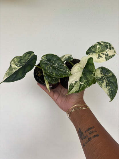Alocasia Dragonscale Albo Variegated 3” - Growers Choice