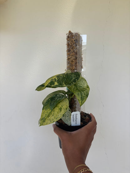 Scindapsus Jade Satin Marble 4” - Growers Choice