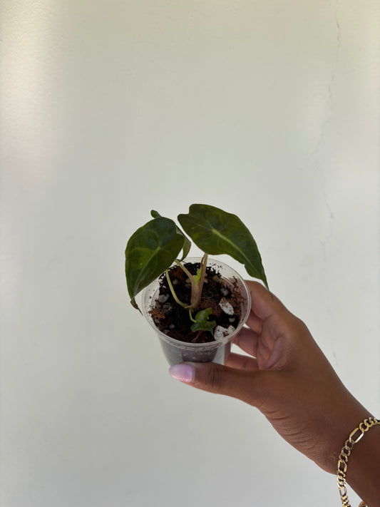 Alocasia Venom 3” - Growers Choice (Starter Plant)