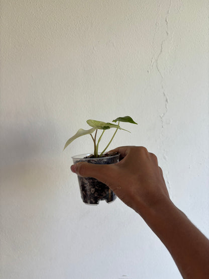Alocasia Scalprum Mint 3” - Growers Choice