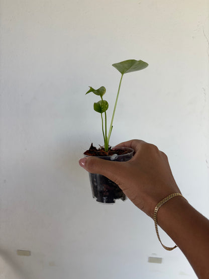 Monstera Aurea Large Form 3” - Growers Choice