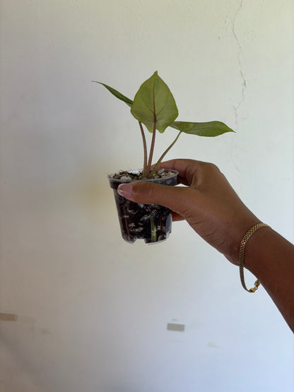 Alocasia Scalprum Aurea 3” - Growers Choice