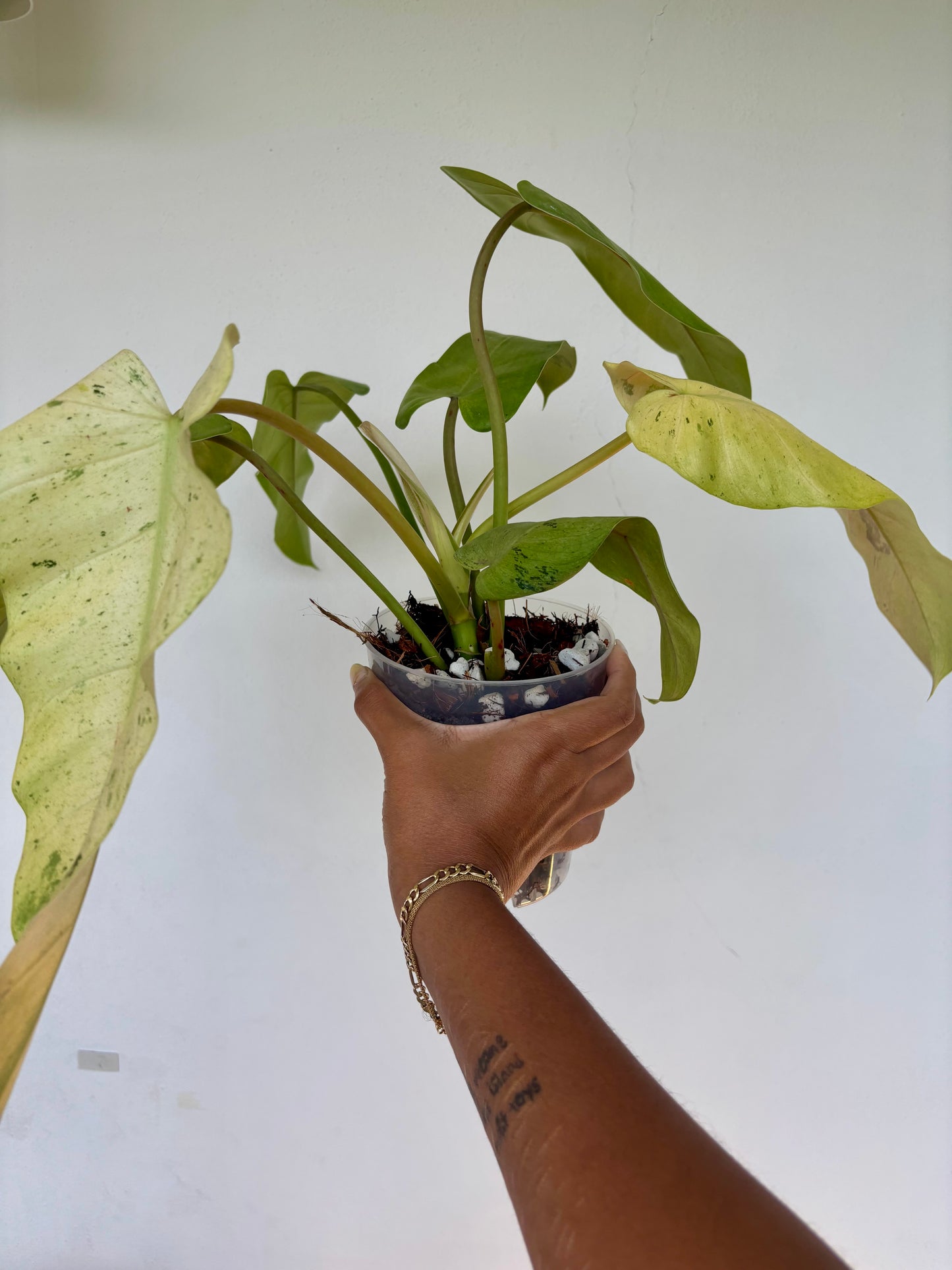 Philodendron Whipple Way 5” - Growers Choice