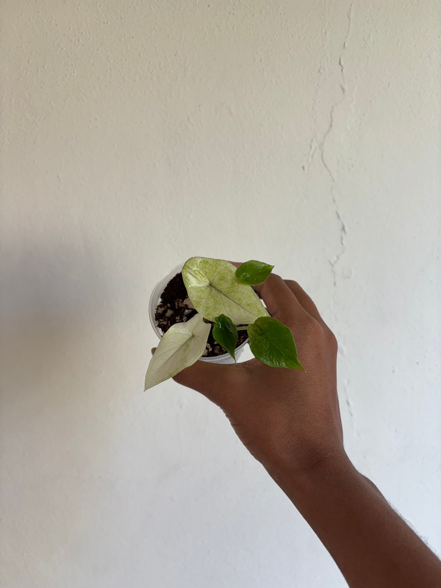 Alocasia Scalprum Mint 3” - Growers Choice