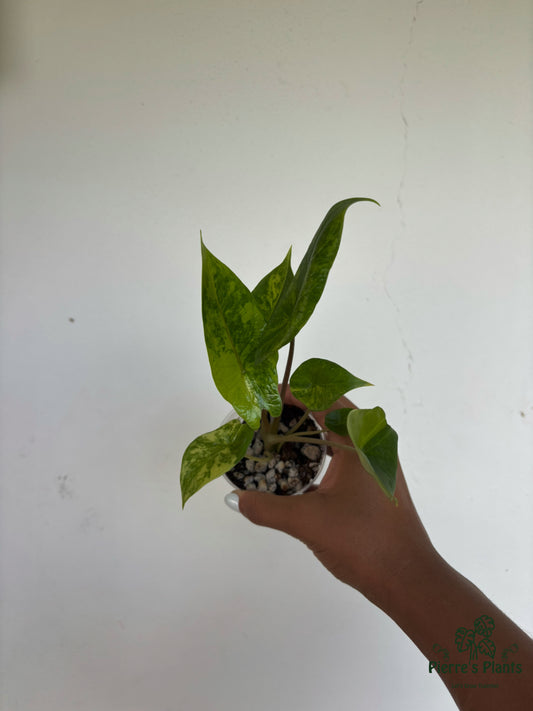 Alocasia Scalprum Aurea 3” - Growers Choice