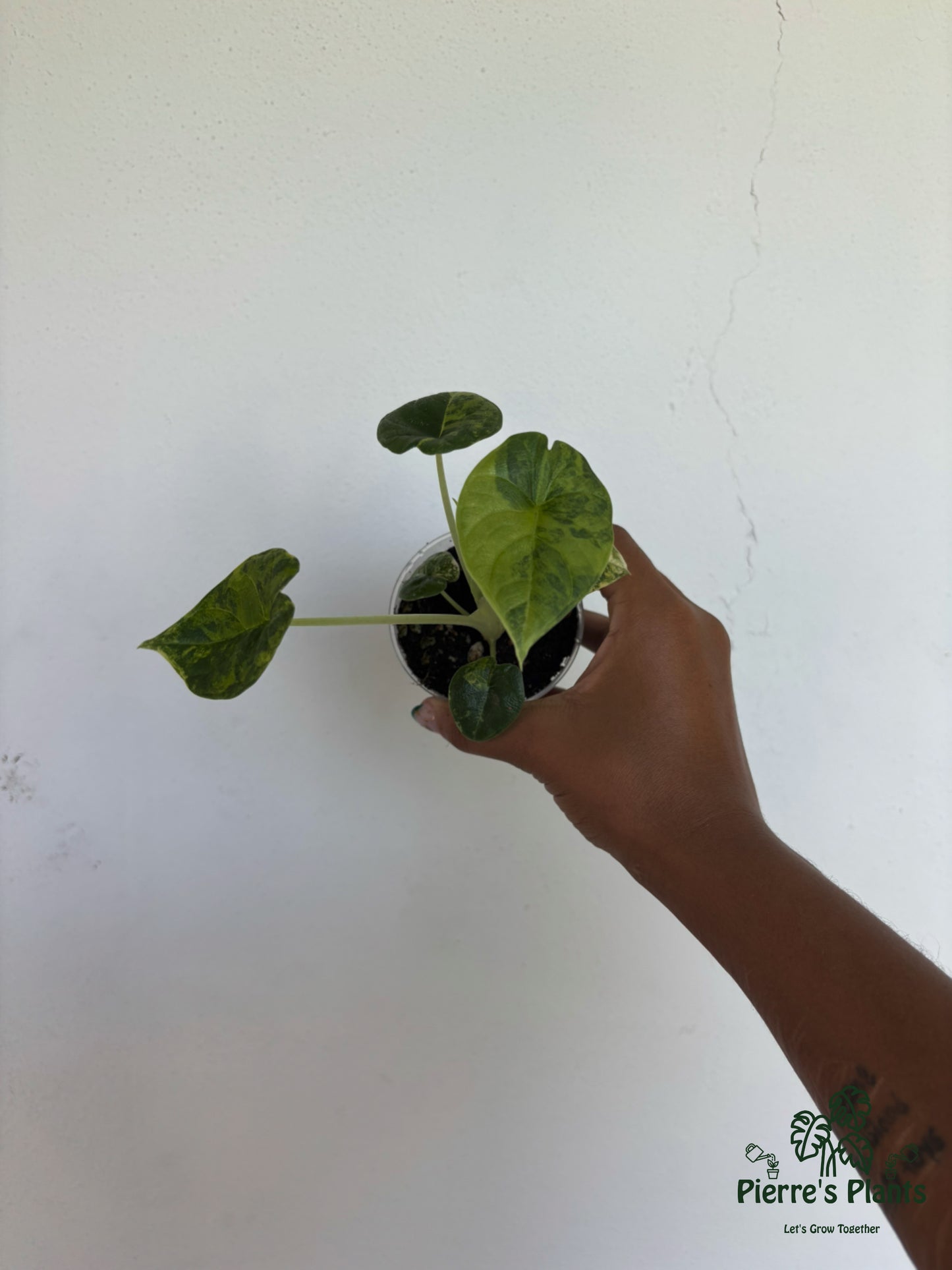 Alocasia Melo Aurea 3” - Growers Choice