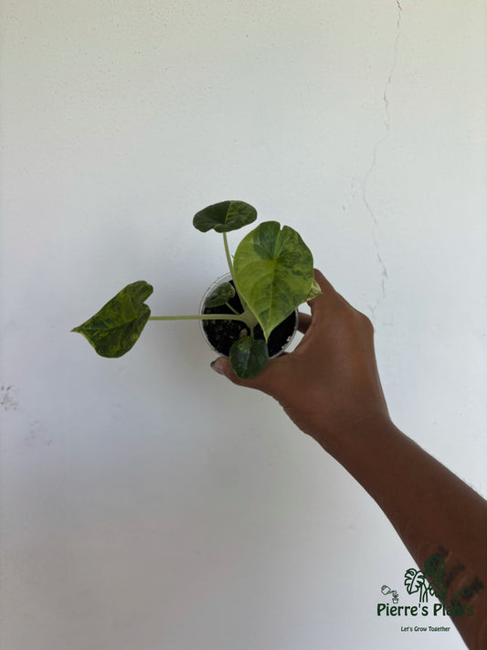 Alocasia Melo Aurea 3” - Growers Choice