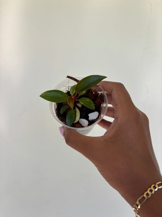 Philodendron Red Congo Variegated 3” - Growers Choice (Starter Plant)