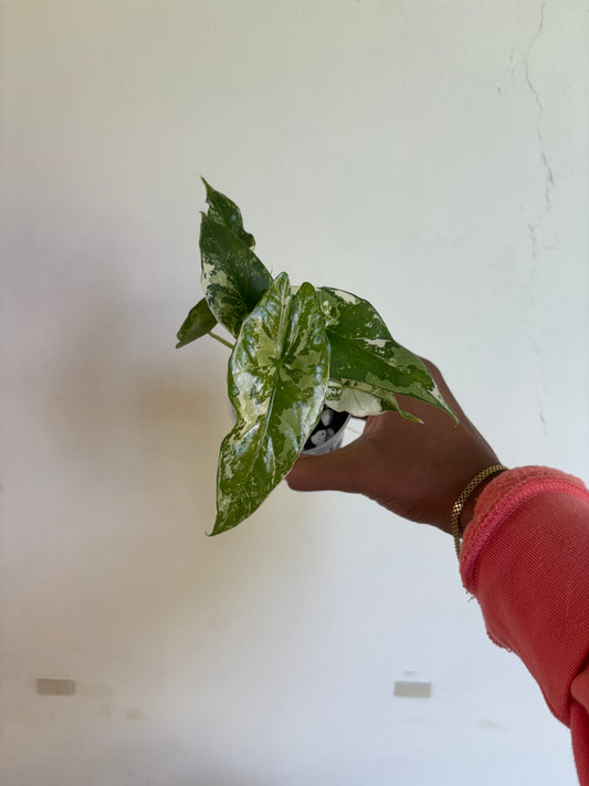 Alocasia Simpo Albo 3” - Growers Choice