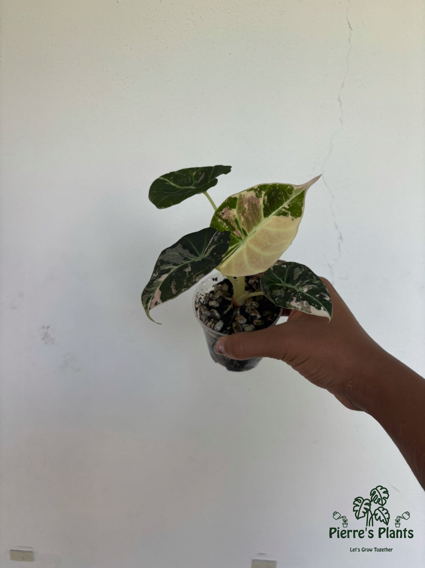 Alocasia Black Velvet Pink 3” - Growers Choice