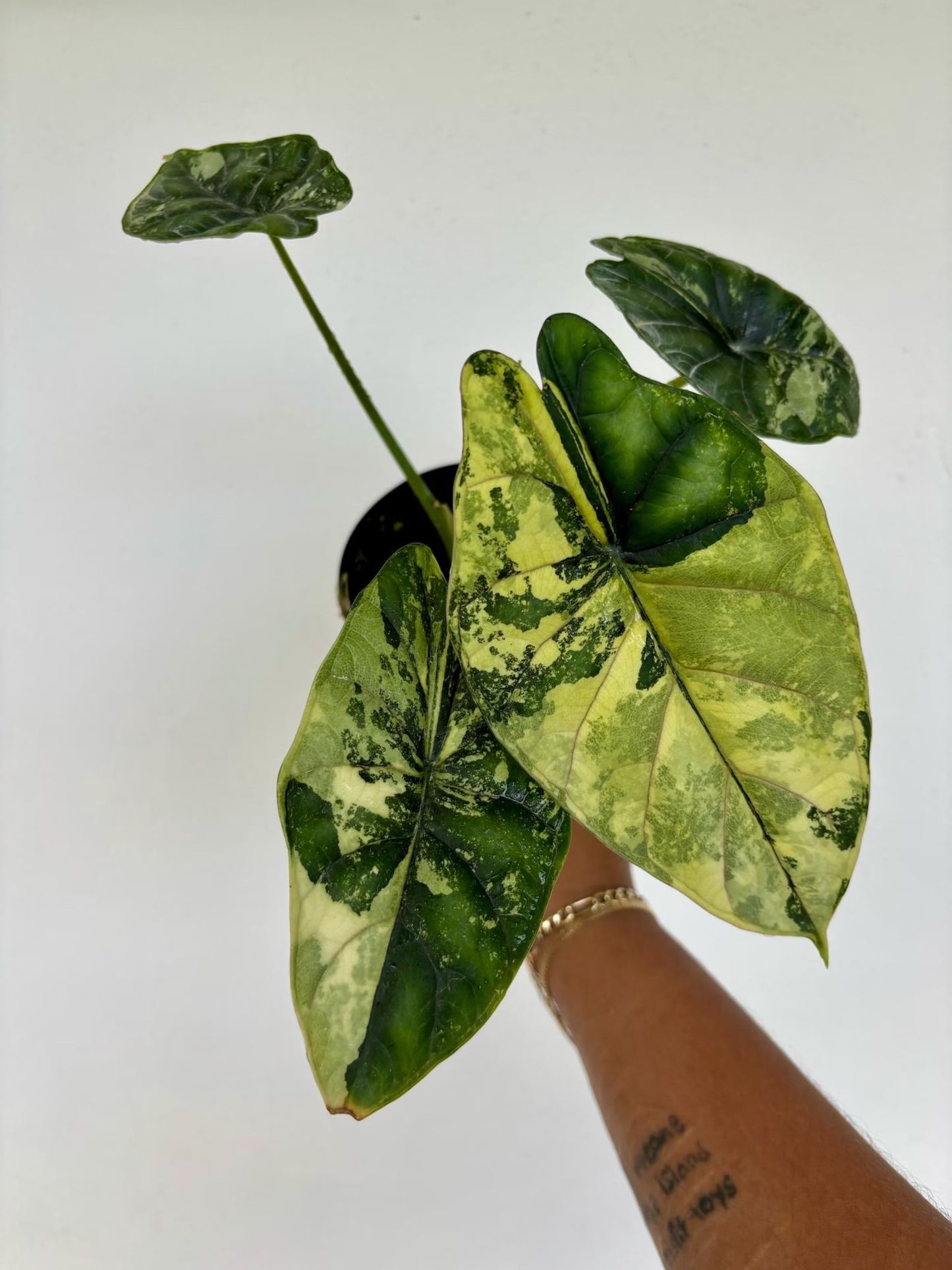 Alocasia Dragonscale Variegated 4"