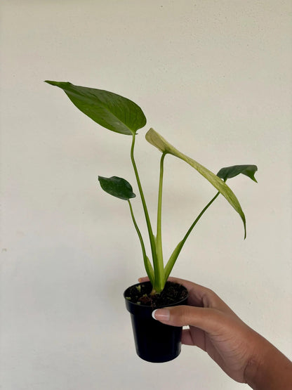 Mint Monstera 3"