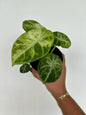 Alocasia Black Velvet Ninja Variegated 4"