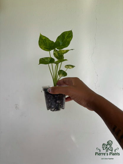 Alocasia Sinuata Aurea 3” - Growers Choice