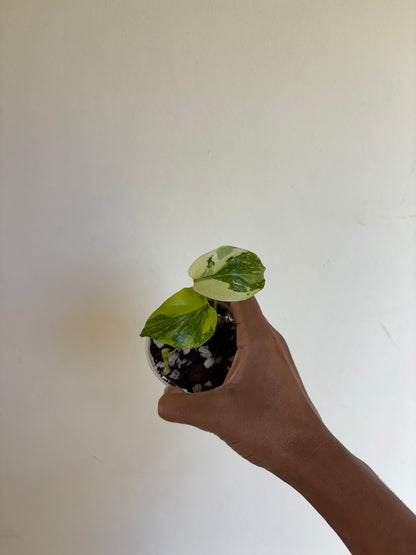 Monstera Electrolyte 3” - Growers Choice